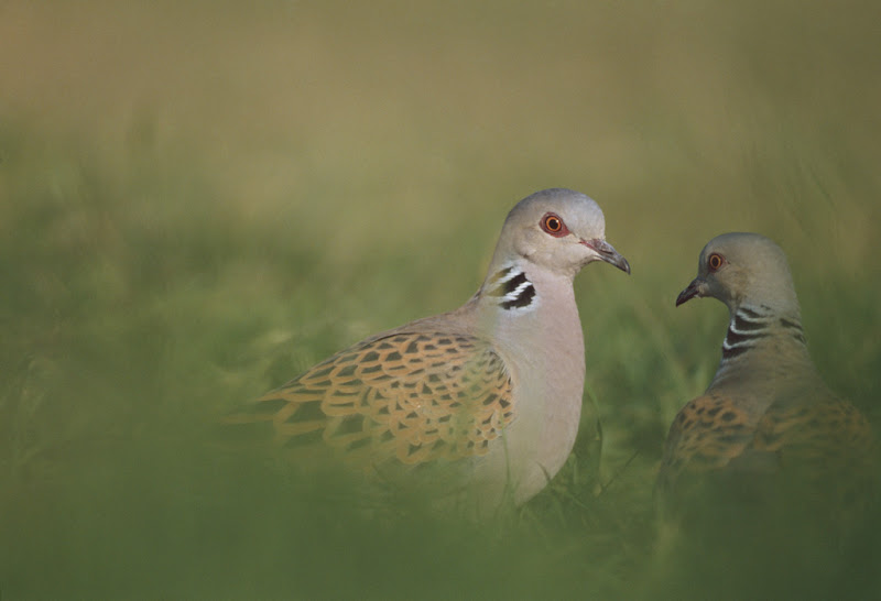 Turtle doves - cpt rspb images