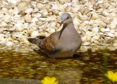 Turtle Dove bathing in a pool at Pensthorpe Natural Park