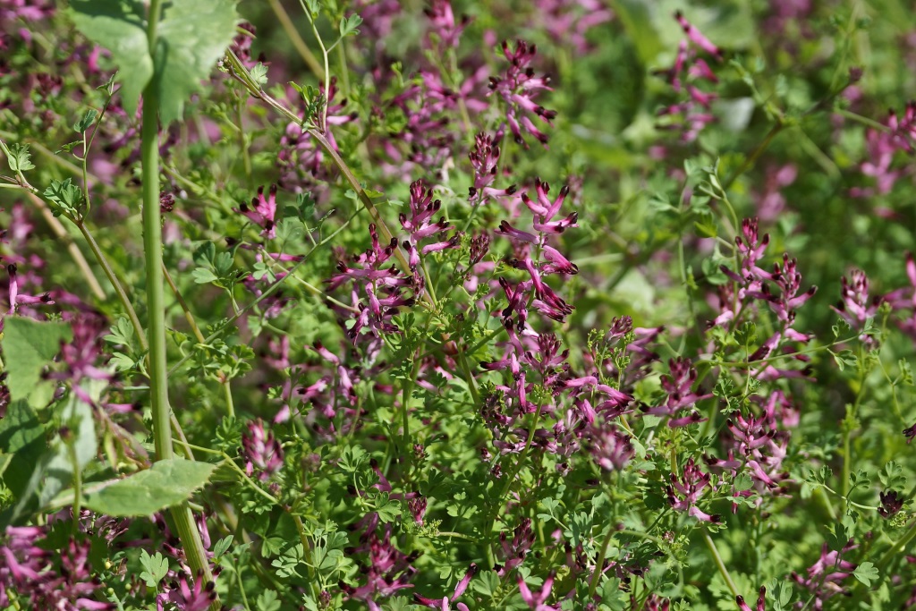 Birds of Christmas Future - Fumitory - cpt Simon Tonkin