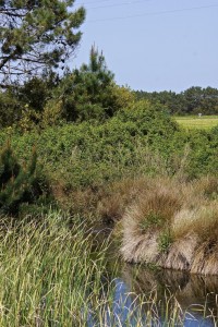 Birds of Christmas Future - Turtle Dove Habitat - cpt Simon Tonkin