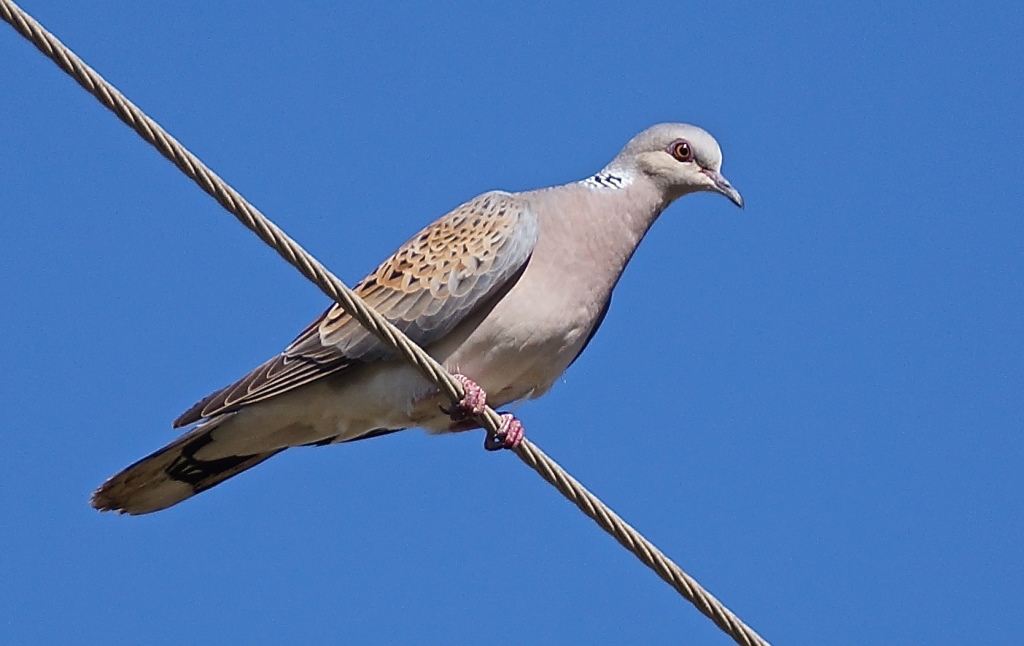 Birds of Christmas Future - the Turtle Dove - cpt Simon Tonkin