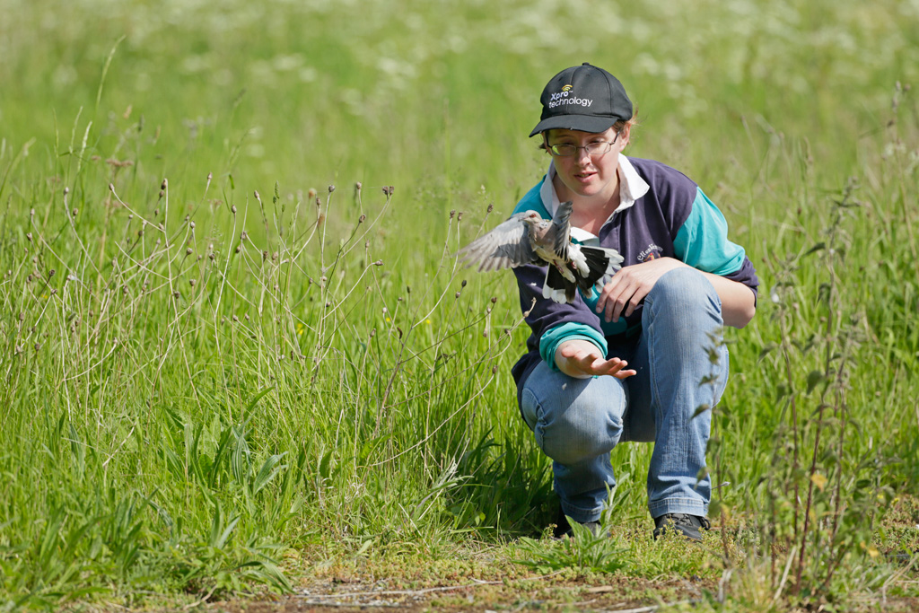 Jenny Dunn releasing a turtle dove