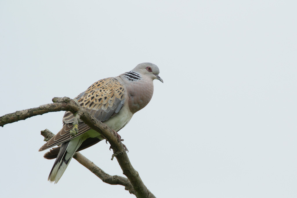 Turtle dove at Fowlmere RSPB Reserve - cpt Andy Hay/RSPB Images