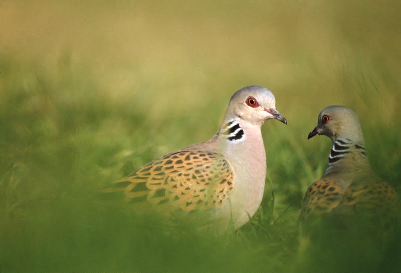 Two turtle doves - cpt RSPB Images