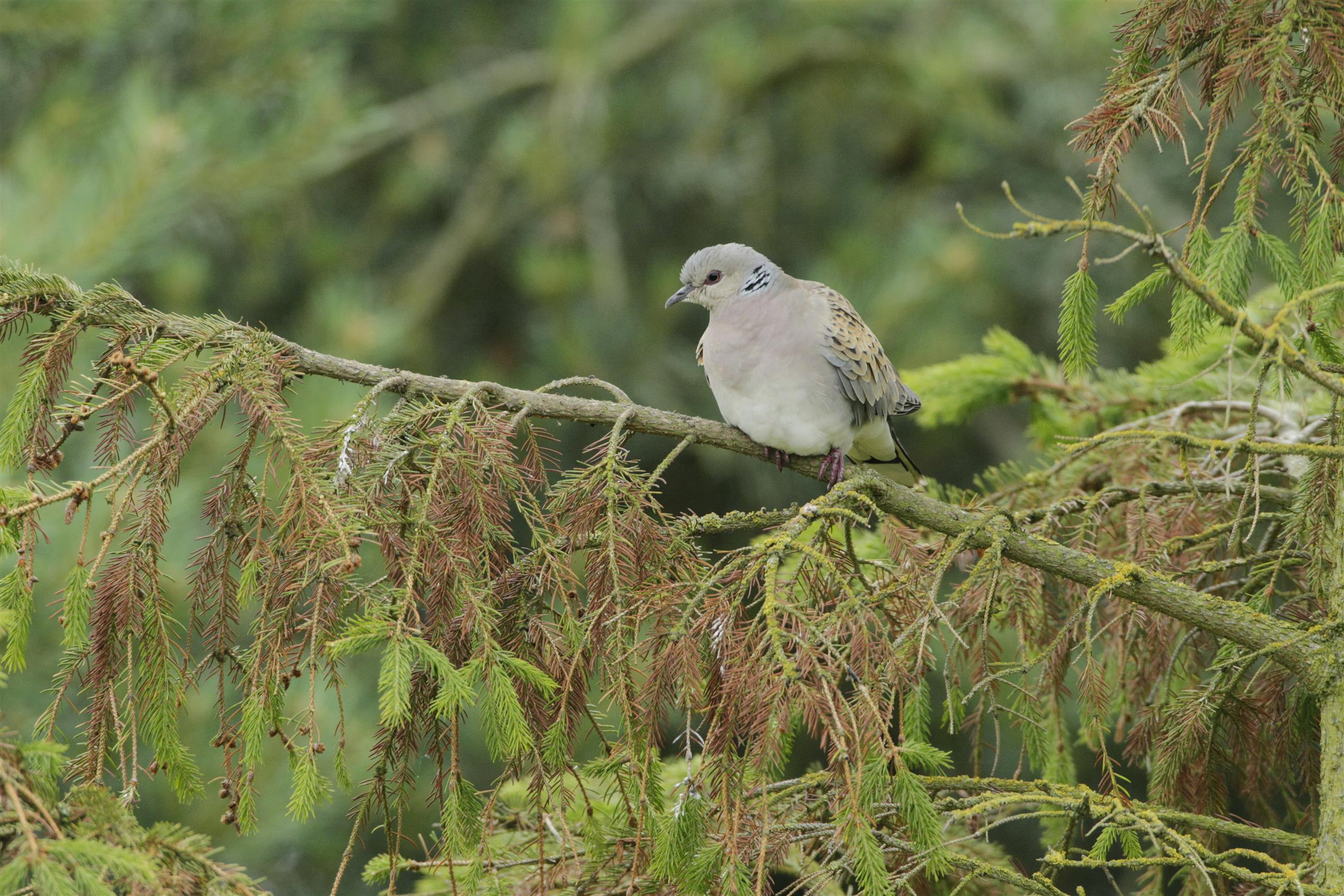 Turtle Dove perched in tree - Andy Hay-RSPB Images
