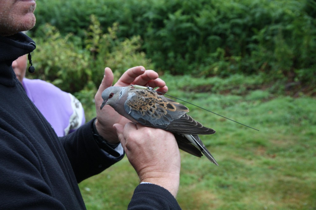 Titan - satellite tagged Turtle Dove - 2014-15 Copyright RSPB Dove Step 2