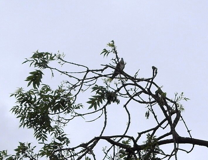 Turtle Dove in tree - Alison Woodward