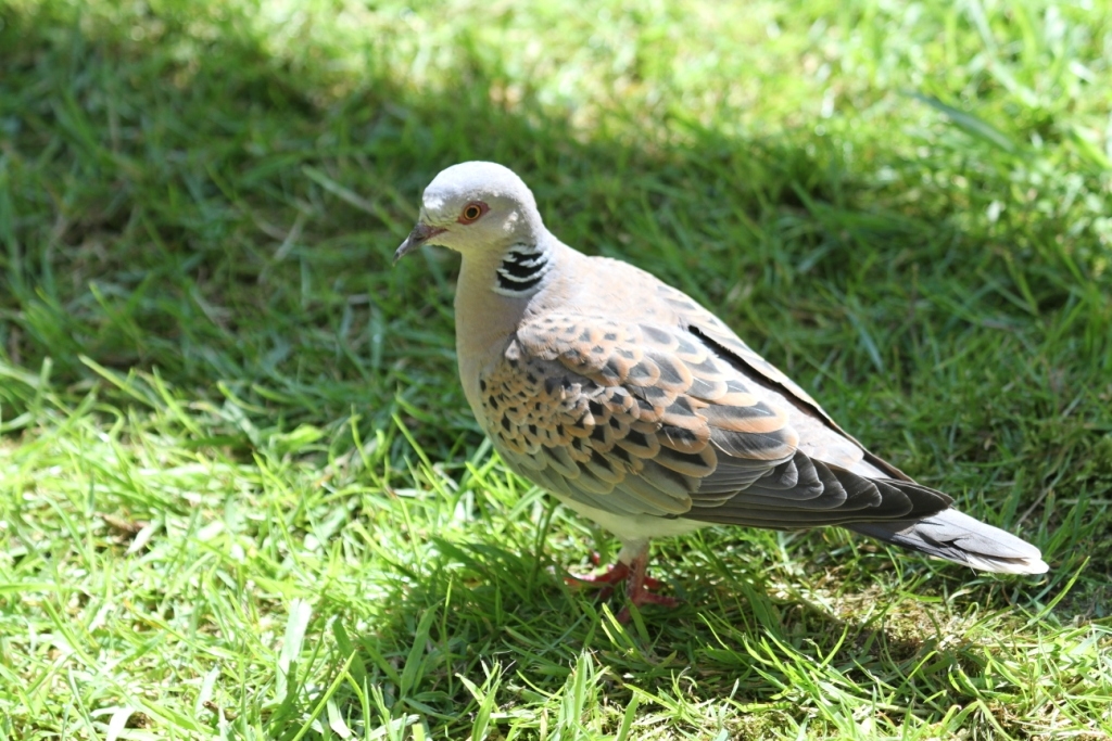 Turtle dove on grass -May 2012