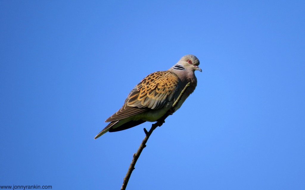 Turtle Dove - Jonny Rankin