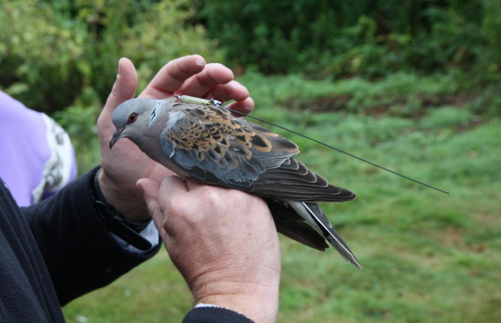 Titan - sat tagged turtle dove cropped