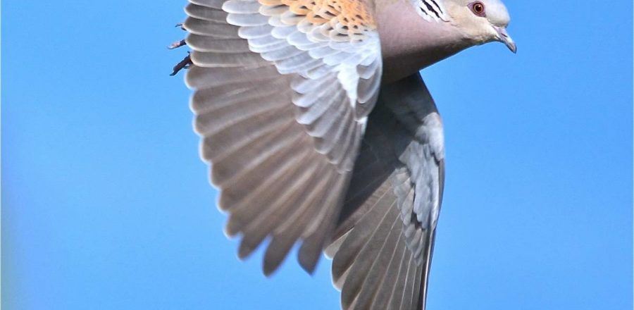 Flyway scale conservation - from Suffolk to Senegal - Operation Turtle Dove