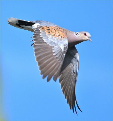 Turtle dove in flight