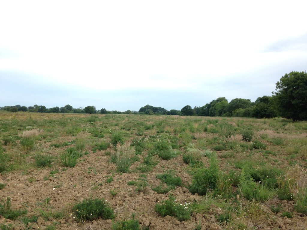Photo: Suitable feeding habitat for turtle doves in England. They need open ground for feeding on seeds and thick, dense scrub and hedgerows for nesting. Credit: Tony Morris.