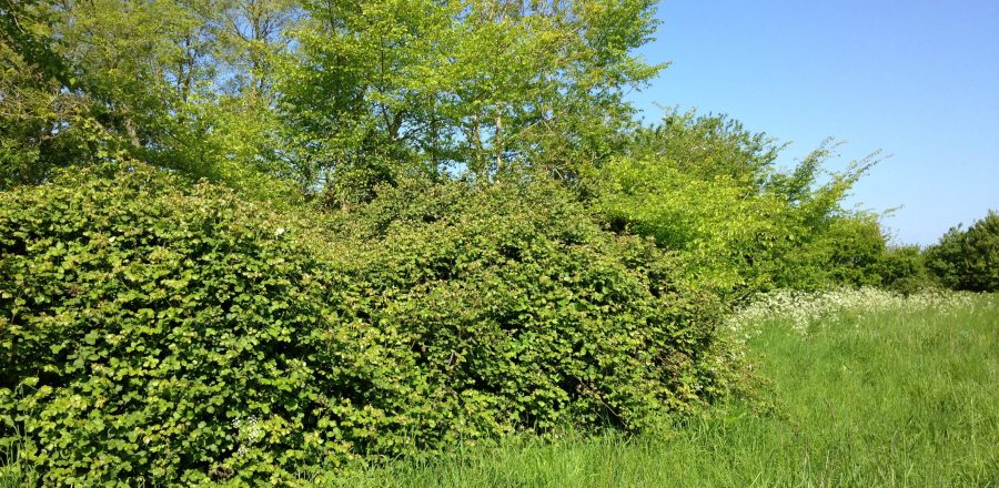 Photo: Suitable nesting habitat for turtle doves in England. They need open ground for feeding on seeds and thick, dense scrub and hedgerows for nesting. Credit: Tony Morris.