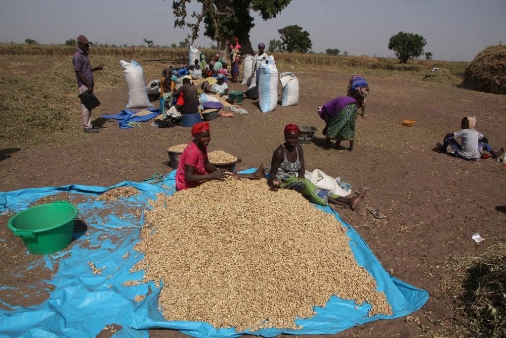 Photo: Typical peanut harvest in a community from Beer Sheba in December. Credit: Chris Orsman.