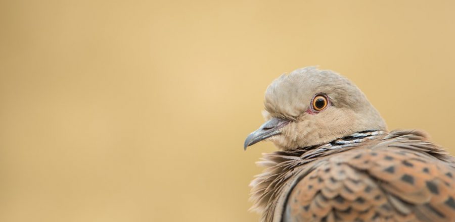 Image: Turtle dove. Credit: Ben Andrew.