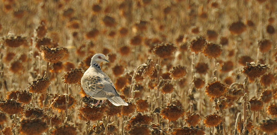 Turtle dove in a sunflower crop, Andalucía, Spain - Vincent Esteller