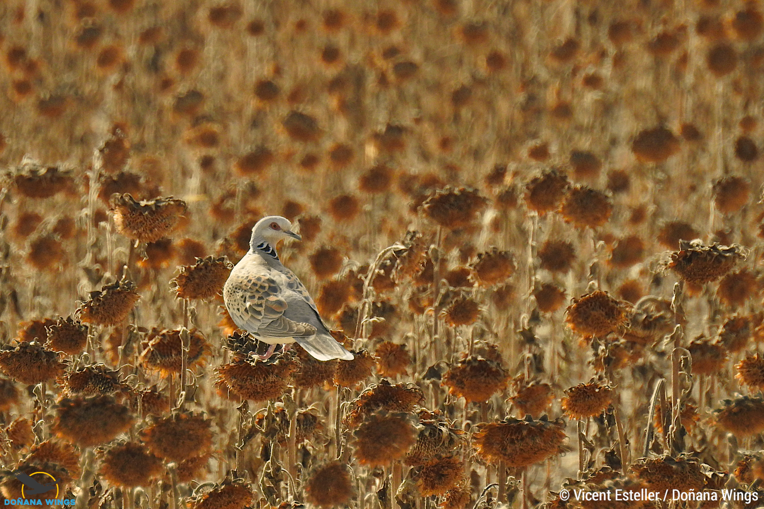 Turtle dove in a sunflower crop, Andalucía, Spain - Vincent Esteller