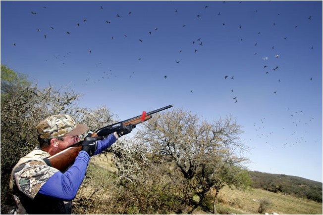 Turtle dove hunter in France 