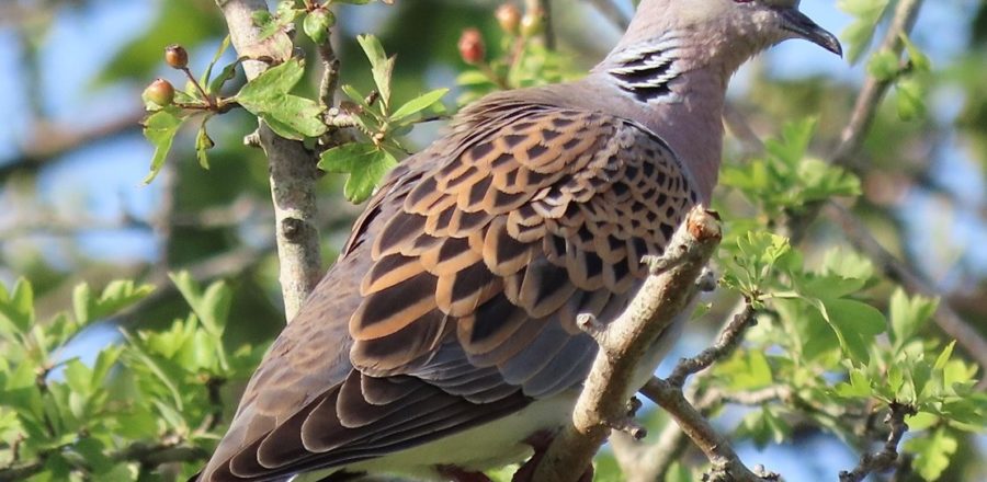 Turtle Dove perched on branch. Credit@: Dougal Urquhart.