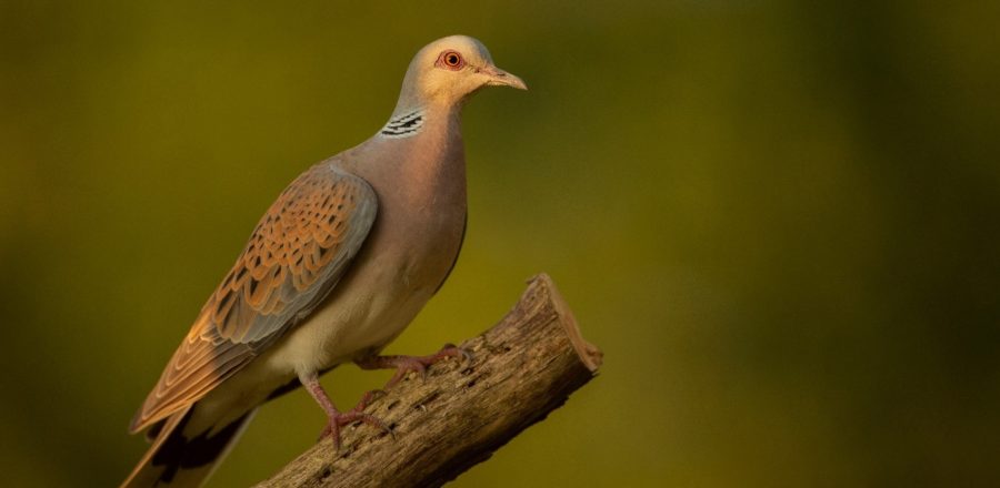Turtle Dove perched on a branch.