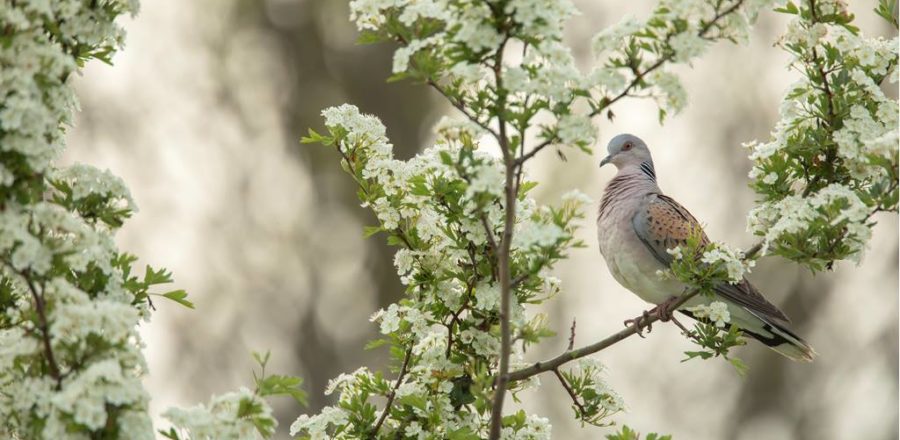 Turtle Dove perched in a tree, surrounded by blossom.