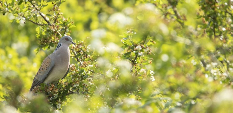 Turtle Dove perched in Hawthorn (c) Ben Andrew (rspb-images.com)