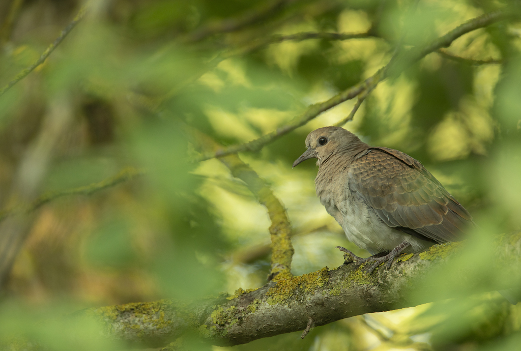 Young Turtle Dove perched on a branch