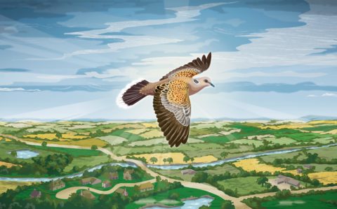 Illustration of Turtle Dove flying over UK landscape (credit: Colin Elgie)