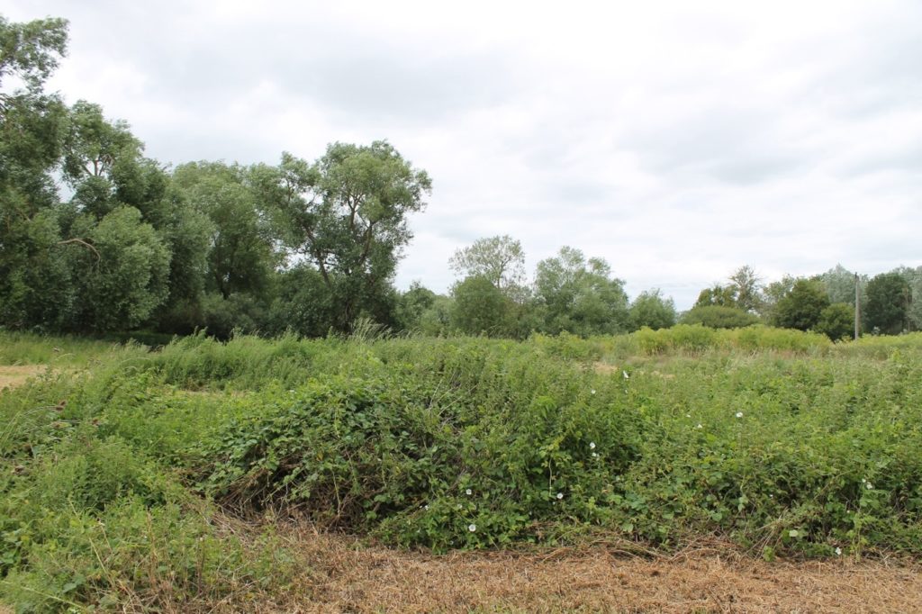 An image of an overgrown former pond surrounded by trees.