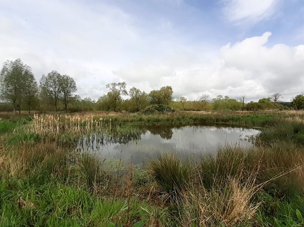 A restored pond showing open water and marginal vegetation.